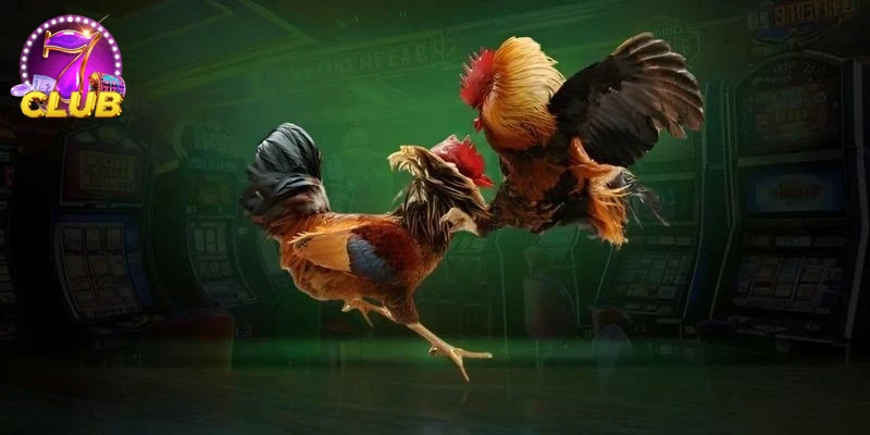 Trải nghiệm người chơi ĐÁ GÀ tại 7CLUB chân thực