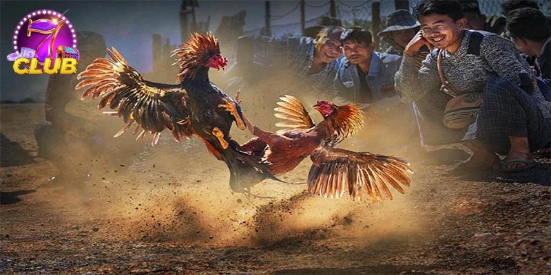 Ảnh người chơi hào hứng tham gia đá gà cựa dao mỗi ngày