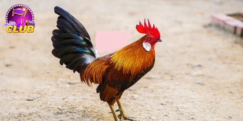 Hình ảnh giao diện website ĐÁ GÀ CỰA SẮT chuyên nghiệp và hiện đại.