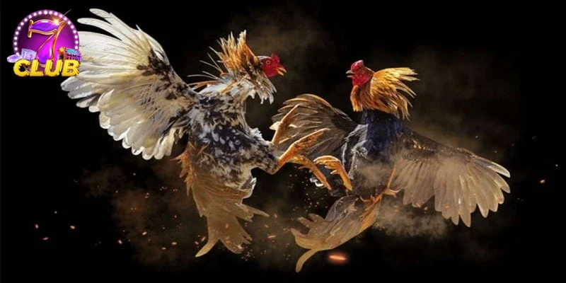 Trải nghiệm người chơi thực tế tham gia ĐÁ GÀ THOMO online